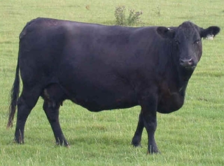 aberdeenangus_vacca_01