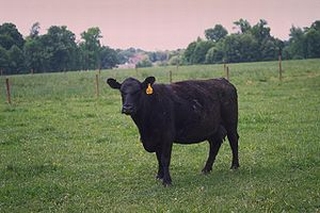 aberdeenangus_vacca_02